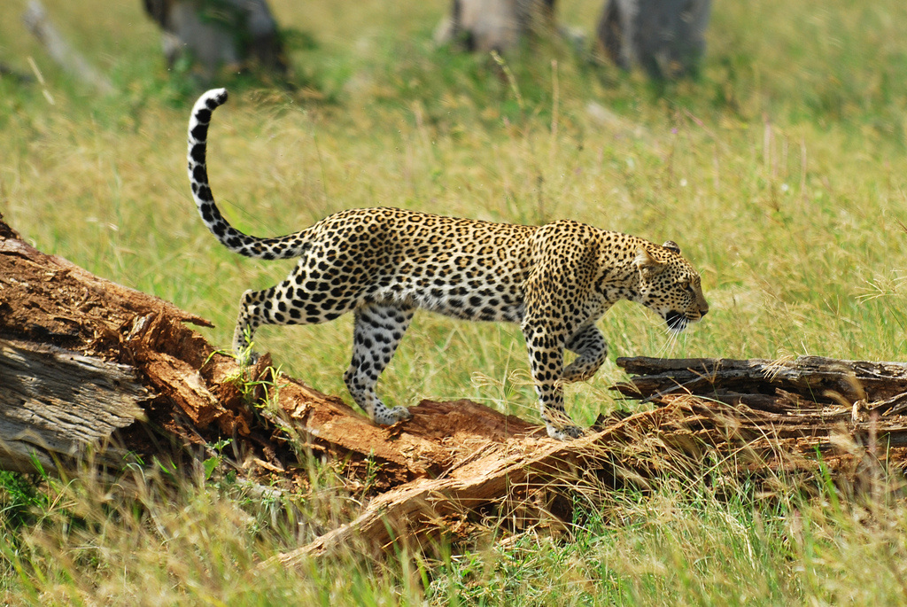 Leopard - Asian Animals